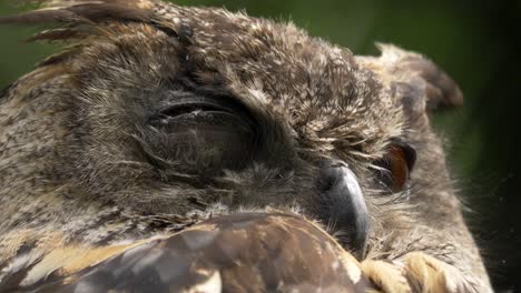 Extreme-close-up-macro-shot-of-a-Great-Horned-Owl-slowly-closing-his-eye-in-slow-motion