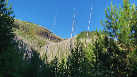 Geschlossene-Aufnahme-Der-Hügel-Und-Des-Nadelwaldes-Im-Logan-Pass-Highline-Trail