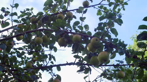 Bunch-of-apples-blowing-in-the-wind-on-an-apple-tree-branch