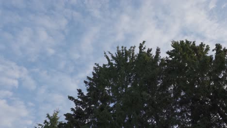 Paisaje-Forestal,-árbol-Conífero-Con-Nubes-En-Movimiento-En-El-Cielo