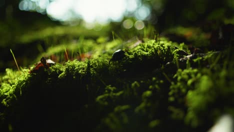 4K-slow-motion-macro-shot-of-a-beetle-walking-on-some-green-moss,-in-the-middle-of-the-forest,-against-the-sunlight