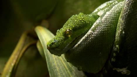 Close-up-detail-shot-of-a-large-Green-Tree-Python-looking-for-prey-in-the-moist-jungles-of-New-Guinea