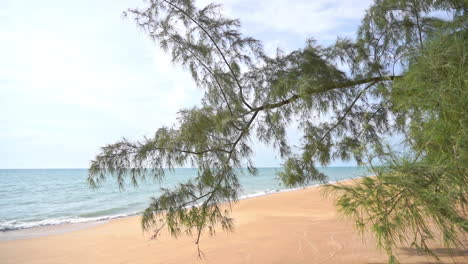 Slow-motion-view-of-soft-green-leaves-on-thin-branches-of-tree-beside-wide-and-empty-sandy-beach-with-turquoise-water-lapping-at-the-shore