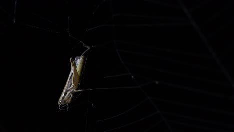 Grasshopper-upside-down-trying-to-free-itself-as-trapped-in-a-Spider's-web-in-the-middle-of-the-night