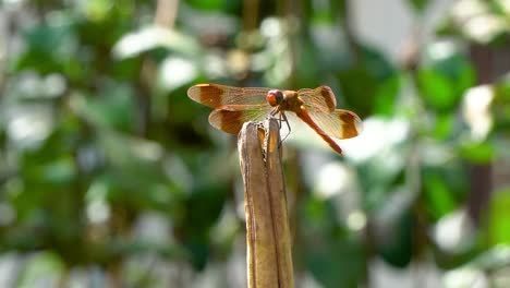Orange-Dragonfly-Firecracker-Skimmer-Perched-on-Rot-Dry-Plant-and-Moving-Head-Around-in-a-Garden,-backlight-at-sunset---side-view