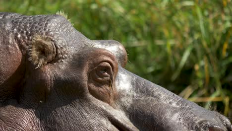 Close-up-portrait-shot-of-the-head-of-a-Hippopotamus,-beautiful-green-backdrop