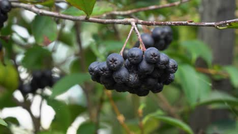Bunch-Of-Black-Chokeberry-Hang-On-Branches-Of-A-Tree-At-Daytime