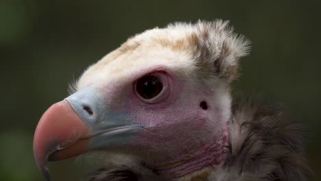 Close-up-of-a-White-headed-Vulture-looking-around