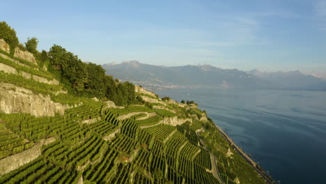 Narrow-Rows-Of-Vineyard-Growing-On-Mountain-Hill-Near-Rivaz-Village-And-Lake-Geneva-In-Lavaux,-Switzerland