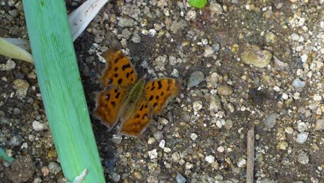 Asian-Comma-Butterfly-Flapping-Its-Wings-While-On-The-Ground---high-angle,-close-up