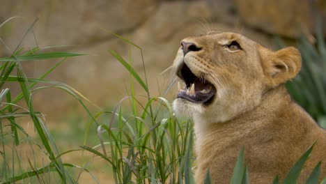 Isolated-portrait-of-a-majestic-female-Lion-breathing-heavily