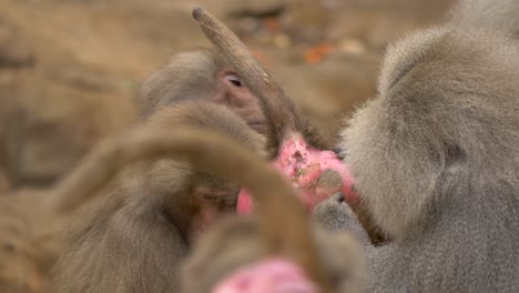 A-group-of-Hamadryas-Baboons-grooming-a-young-baboon,-demonstrating-a-common-behavior-among-monkeys