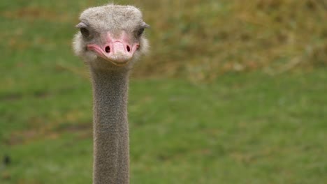 Close-up-profile-view-of-a-large-Ostrich-male