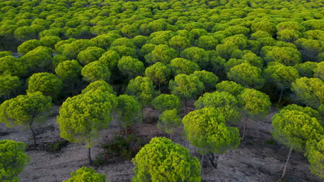 Stone-pine-trees-at-sunset-in-Cartaya-pine-forest-in-Huelva,-Andalusia,-Spain,---aerial-from-above