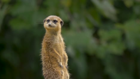 Close-up-of-a-meerkat-looking-out-for-predators,-beautiful-green-background