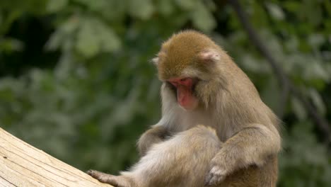Un-Joven-Macaco-Japonés-Limpiando-Su-Piel-De-Parásitos
