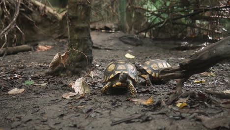 Männliche-Schildkröte,-Die-Langsam-Ein-Weibchen-Jagt,-Um-Sich-Zu-Paaren