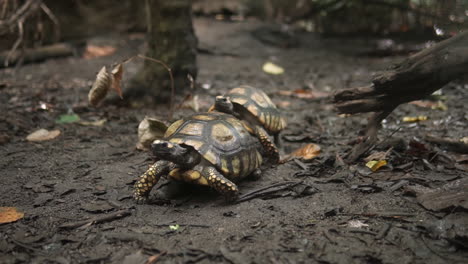 Couple-of-tortoise-Geochelone-carbonaria-copulating