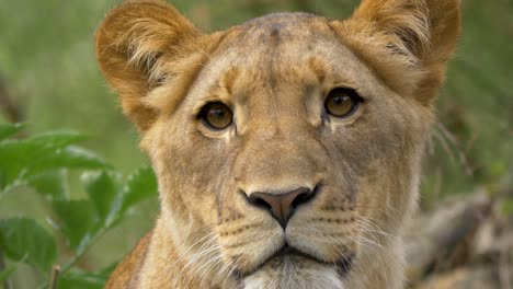 Close-up-of-a-Lioness-making-eye-contact-with-the-camera