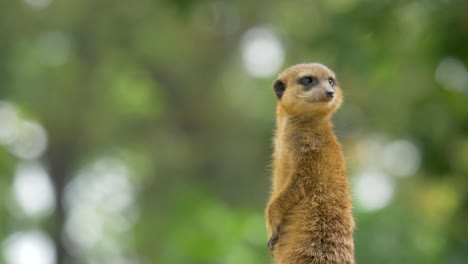 Isolated-suricate-looking-out-for-danger
