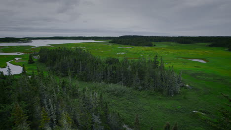 Aerial-view-flying-over-green-salt-marsh-with-spruce-trees-in-foreground