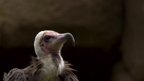 Isolated-portrait-of-a-Hooded-vulture-looking-around-for-prey