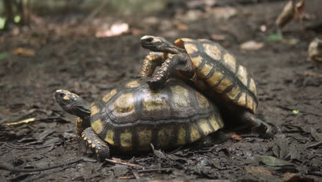 Paar-Schildkröte-Geochelone-Carbonaria-Kopulierend