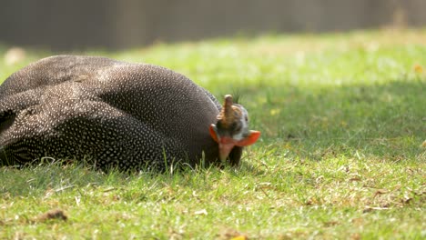 Slow-motion-side-view-of-adult-Helmeted-Guineafowl-bird,-beautiful-sunny-background