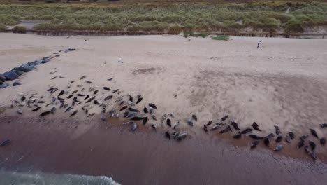 Aerial-shot-tracking-backwards-across-a-beach-above-a-herd-of-grey-seals-basking-along-the-shoreline,-North-Sea,-Horsey-Gap,-Norfolk,-England,