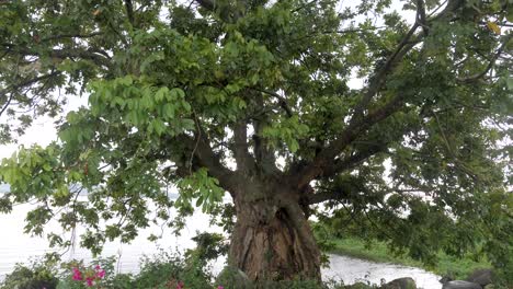 Ein-Großer-Feigenbaum-Am-Ufer-Des-Viktoriasees-In-Afrika