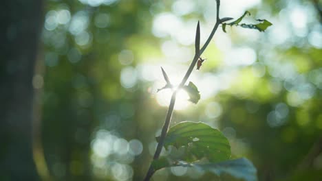 4K-slow-motion-macro-shot-of-a-spider-standing-on-a-branch,-against-the-sunlight,-in-the-middle-of-the-forest