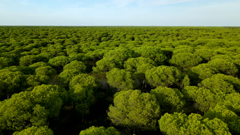 Stone-Pine-Forest-of-Cartaya-or-Campo-Comun-at-sunset-With-Blue-Sky,-copy-space---aerial-slow-flyover