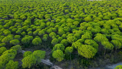 Aerial-View-Of-Lush-Italian-Stone-Pine-Forest-Woods-Near-Coastal-Town-Of-El-Rompido-In-Spain
