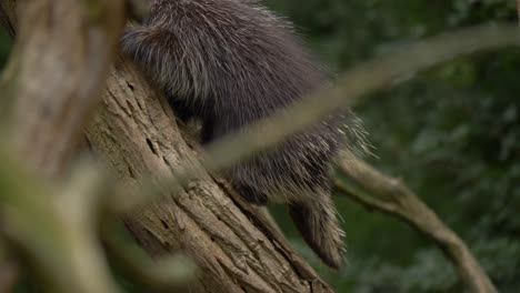Tracking-shot-of-a-North-American-Porcupine-climbing-a-tree-in-Canada