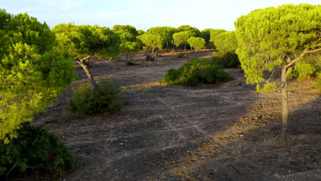 Einzigartige-Immergrüne-Pinus-Pinea,-Auch-Bekannt-Als-Italienische-Steinkiefer,-Schirmkiefer-Und-Sonnenschirmkiefer-Hautnah-Im-Wald-In-Cartaya-Bei-Sonnenuntergang,-Provinz-Huelva,-Andalusien,-Spanien---Ziehen-Sie-Sich-Zurück-Pov