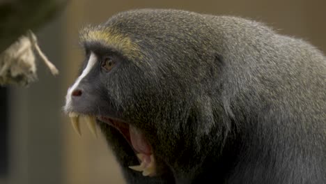 Close-up-portrait-shot-of-a-yawning-Owl-Faced-Monkey-showing-its-massive-teeth