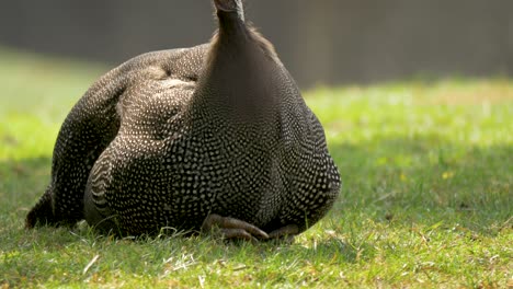 Helmeted-Guineafowl-using-its-beak-to-feed-on-the-grasslands-of-southern-Africa