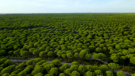 Vista-Aérea-Sobre-Una-Gran-Plantación-De-Pinos-Verdes-Y-Un-Cielo-Azul-En-El-Horizonte---Idílicos-árboles-Forestales-En-Crecimiento-En-España