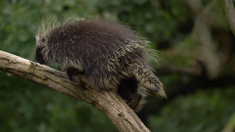 Epic-close-up-shot-of-a-North-American-Porcupine-climbing-a-tree