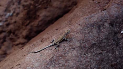 Close-up-of-a-small-wild-cold-blooded-lizard-resting-on-a-red-rock-in-Southern-Utah,-USA-on-a-warm-sunny-summer-day-in-the-shade