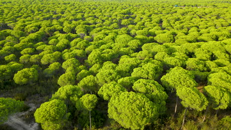 Aerial-panorama-of-Cartaya-pine-forest-in-Huelva,-Andalusia,-Spain