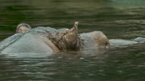 Hippopotamus-Männchen-Flott-In-Verschmutztem-Wasser