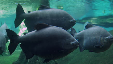 Myleus-Pacu-Big-fish-from-the-amazon-swimming-around-a-flooded-forest