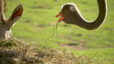 Close-up-portrait-of-an-Ostrich-eating-grass-in-slow-motion