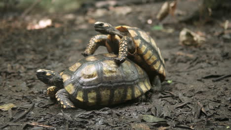 Paar-Schildkröte-Geochelone-Carbonaria-Kopulierend