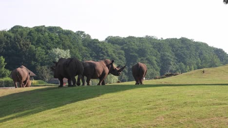 White-Rhinoceros-Strolling-Around-On-A-Sunny-Day-at-Africa-Alive,-Lowestoft,-Norfolk
