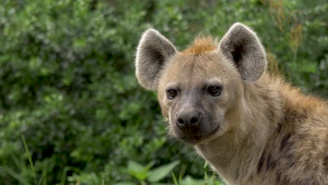 Close-up-of-a-hyena-slowly-facing-the-camera-with-piercing-eyes