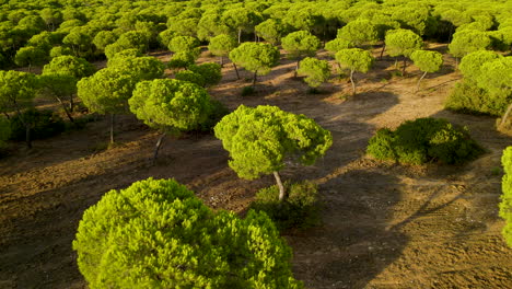 Sonnenlicht-Durch-Grüne-Pinien-Im-Wald-Bei-El-Rompido-In-Spanien
