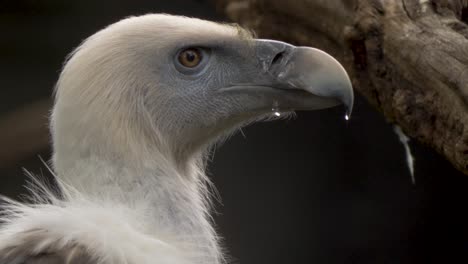 Isolated-close-up-profile-view-of-a-vulture-looking-around