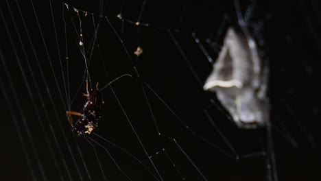 Eine-Kakerlake-Wehrt-Sich-Und-Fällt-Fast-Aus-Dem-Netz,-Während-Die-Spinne-Ihre-Kühle,-Verlassene-Netz-kugelweberin,-Parawixia-Dehaani,-Kaeng-Krachan-Nationalpark,-Thailand,-Behält